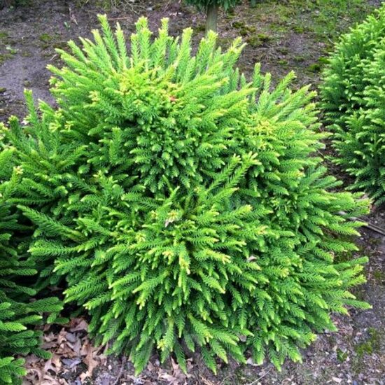Japānas kriptomērija 'Dinger'